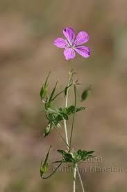 Attēlu rezultāti vaicājumam “Geranium palustre”