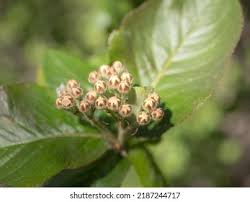 Attēlu rezultāti vaicājumam “Aronia melanocarpa bud”