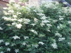 Attēlu rezultāti vaicājumam “Sorbaria sorbifolia bud”