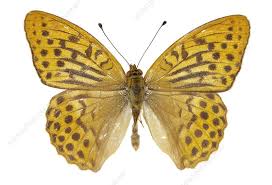 Attēlu rezultāti vaicājumam “Argynnis paphia larva”