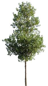 Attēlu rezultāti vaicājumam “Populus x canescens”