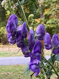Attēlu rezultāti vaicājumam “Aconitum napellus bud”