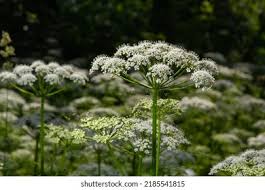 Attēlu rezultāti vaicājumam “Aegopodium podagraria flower”
