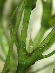 Attēlu rezultāti vaicājumam “Najas minor”