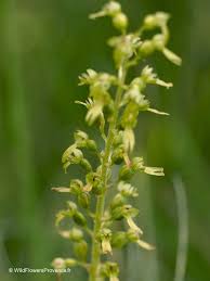 Attēlu rezultāti vaicājumam “Listera ovata bud”