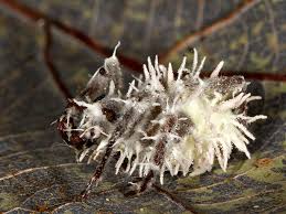 Attēlu rezultāti vaicājumam “Torrubiella arachnophila”