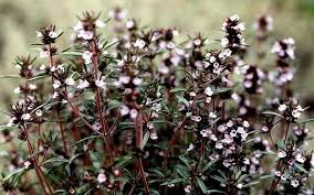 Image result for Satureja hortensis