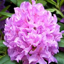 Attēlu rezultāti vaicājumam “Rhododendron catawbiense”