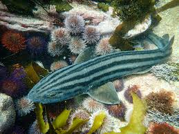 Image result for Poroderma africanum