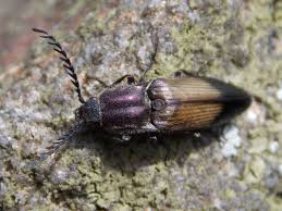 Attēlu rezultāti vaicājumam “Ctenicera pectinicornis female”