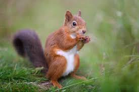 Attēlu rezultāti vaicājumam “Sciurus vulgaris”