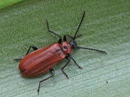 Attēlu rezultāti vaicājumam “Schizotus pectinicornis”