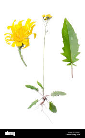 Attēlu rezultāti vaicājumam “Crepis paludosa leaf”