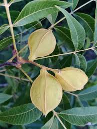 Attēlu rezultāti vaicājumam “Carya”