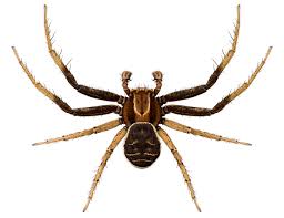 Attēlu rezultāti vaicājumam “Xysticus bifasciatus”