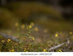 Attēlu rezultāti vaicājumam “Melampyrum sylvaticum flower”