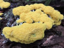 Attēlu rezultāti vaicājumam “Fuligo septica var. flava young”