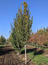 Attēlu rezultāti vaicājumam “Carpinus”