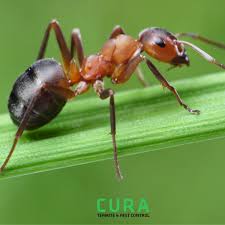 Attēlu rezultāti vaicājumam “Formicidae”