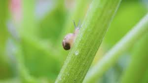 Attēlu rezultāti vaicājumam “Schizolachnus pineti”