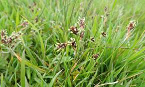 Attēlu rezultāti vaicājumam “Luzula campestris”