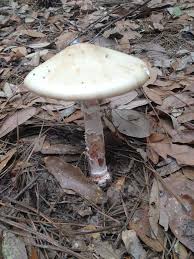 Attēlu rezultāti vaicājumam “Amanita rubescens”