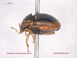 Attēlu rezultāti vaicājumam “Xanthogramma sp.”