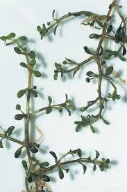 Attēlu rezultāti vaicājumam “Elatine hydropiper leaf”