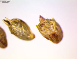 Attēlu rezultāti vaicājumam “Ambrosia artemisiifolia fruit”