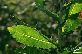 Attēlu rezultāti vaicājumam “Lactuca serriola”