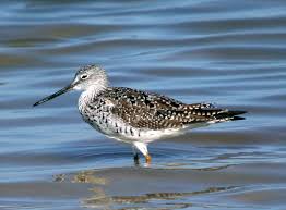 Image result for Tringa melanoleuca