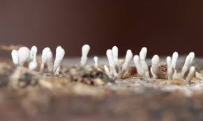 Attēlu rezultāti vaicājumam “Stemonitopsis typhina var. similis”