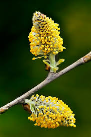 Attēlu rezultāti vaicājumam “Salix cinerea male flower”