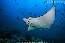 Image result for Aetobatus ocellatus