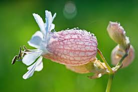 Attēlu rezultāti vaicājumam “Silene borysthenica bud”