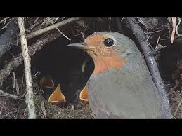 Attēlu rezultāti vaicājumam “Erithacus rubecula nest”