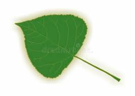 Attēlu rezultāti vaicājumam “Populus nigra Italica leaf”