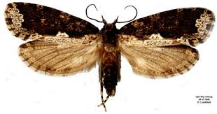 Attēlu rezultāti vaicājumam “Scardia boletella”