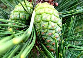 Attēlu rezultāti vaicājumam “Pinus ponderosa fruit”