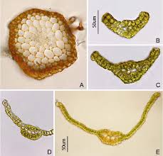 Attēlu rezultāti vaicājumam “Didymodon rigidulus”
