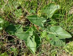 Attēlu rezultāti vaicājumam “Viola hirta leaf”