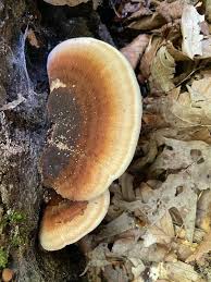 Attēlu rezultāti vaicājumam “Ischnoderma benzoinum”