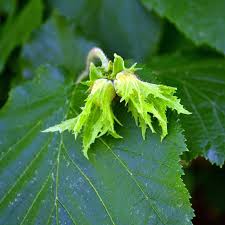 Attēlu rezultāti vaicājumam “Corylus avellana”