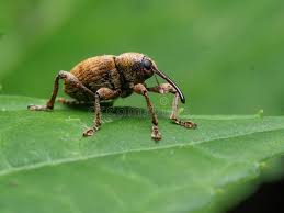 Attēlu rezultāti vaicājumam “Curculio venosus”