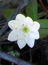 Attēlu rezultāti vaicājumam “Trientalis europaea fruit”