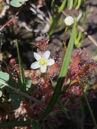 Attēlu rezultāti vaicājumam “Drosera anglica flower”