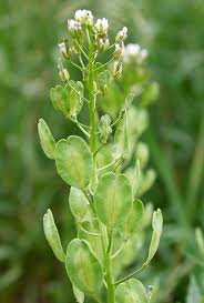 Attēlu rezultāti vaicājumam “Thlaspi arvense”