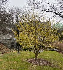 Attēlu rezultāti vaicājumam “Hamamelis mollis”