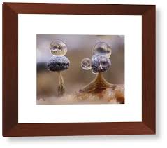 Attēlu rezultāti vaicājumam “Physarum leucophaeum spores”