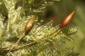 Attēlu rezultāti vaicājumam “Neckera crispa”